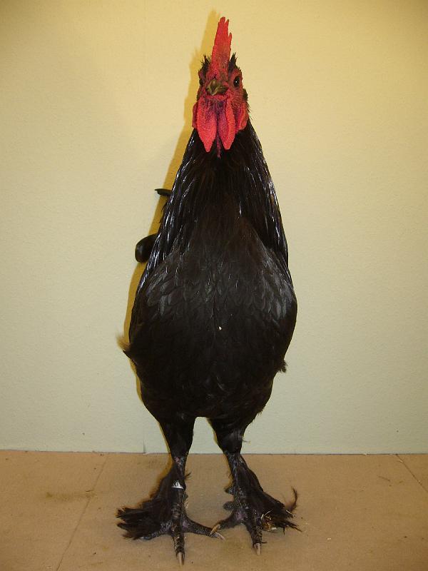 Munster 2009 302.jpg - Zwerg Croad Langschan schwarz von Hans Bücker